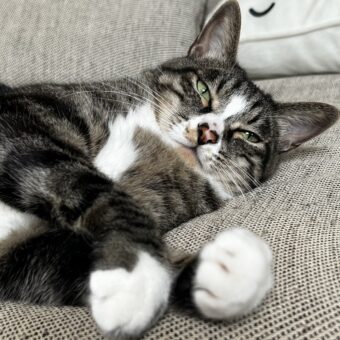 宇宙の奇跡、ちいたん（愛猫）